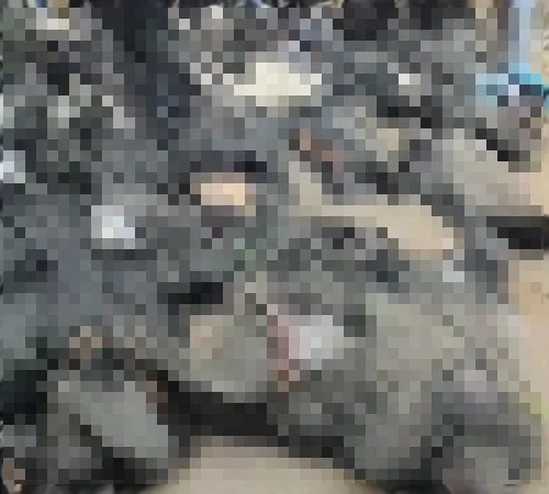 伊朗血腥鎮暴！恐6千人死亡　屍袋遍佈畫面怵目驚心