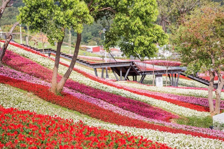 台版富良野2/11登場！16萬盆花卉繪大冠鷲