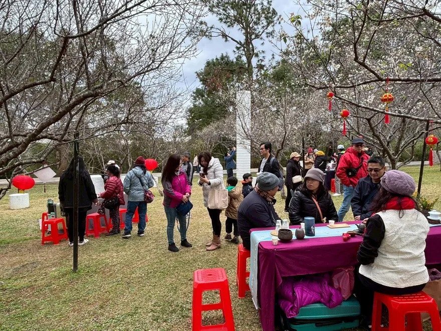 北台灣最美冬季限定！角板山梅花季登場　300棵梅樹盛開迎新春