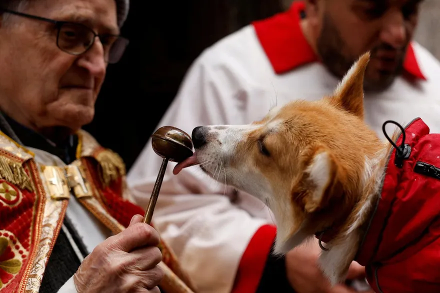 西班牙聖安東節為寵物祈福！教堂出現大量毛小孩　連蝸牛也參加