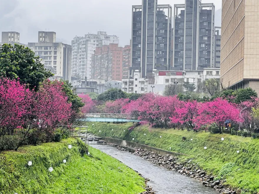 汐止康誥坑溪200株山櫻花盛開　夜間燈光打造夢幻夜櫻