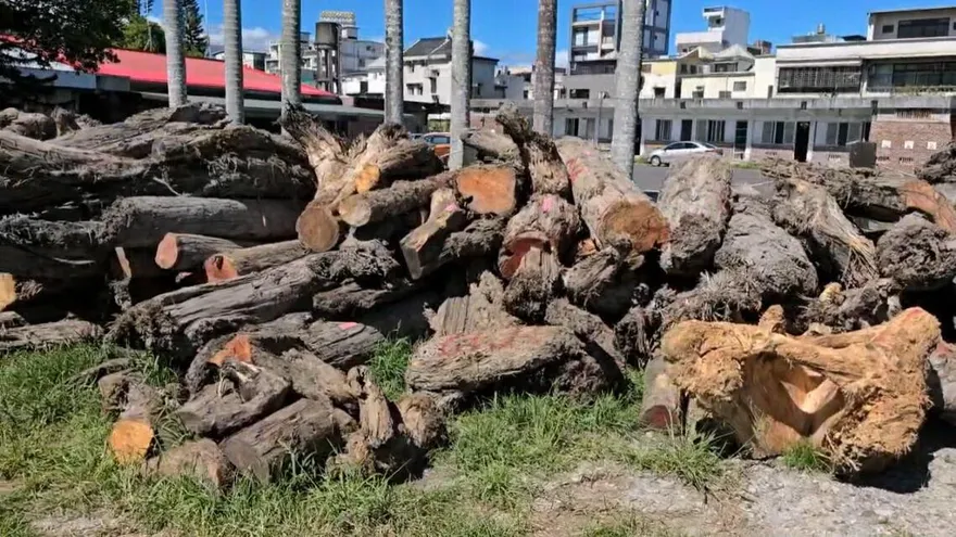 宜蘭西瓜田埋「市值500萬紅檜漂流木」　18山老鼠遭起訴