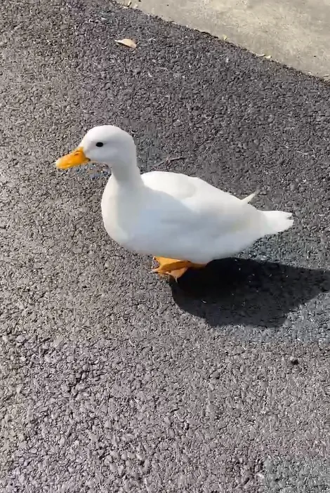 柯爾鴨放風跑了！見路邊正妹竟投懷送抱　警幫忙找飼主