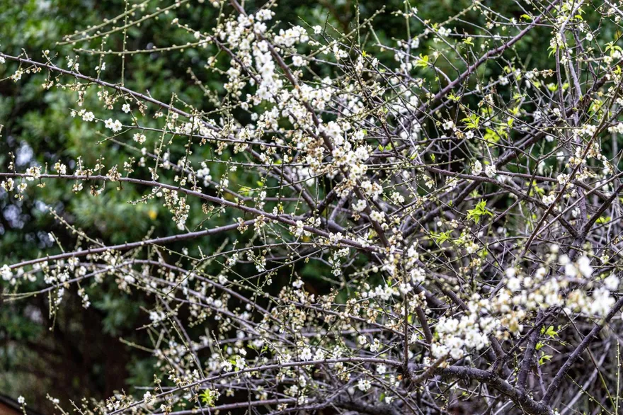 台北賞花秘境！榮星花園梅花盛開6成　白雪點綴池畔迎新春