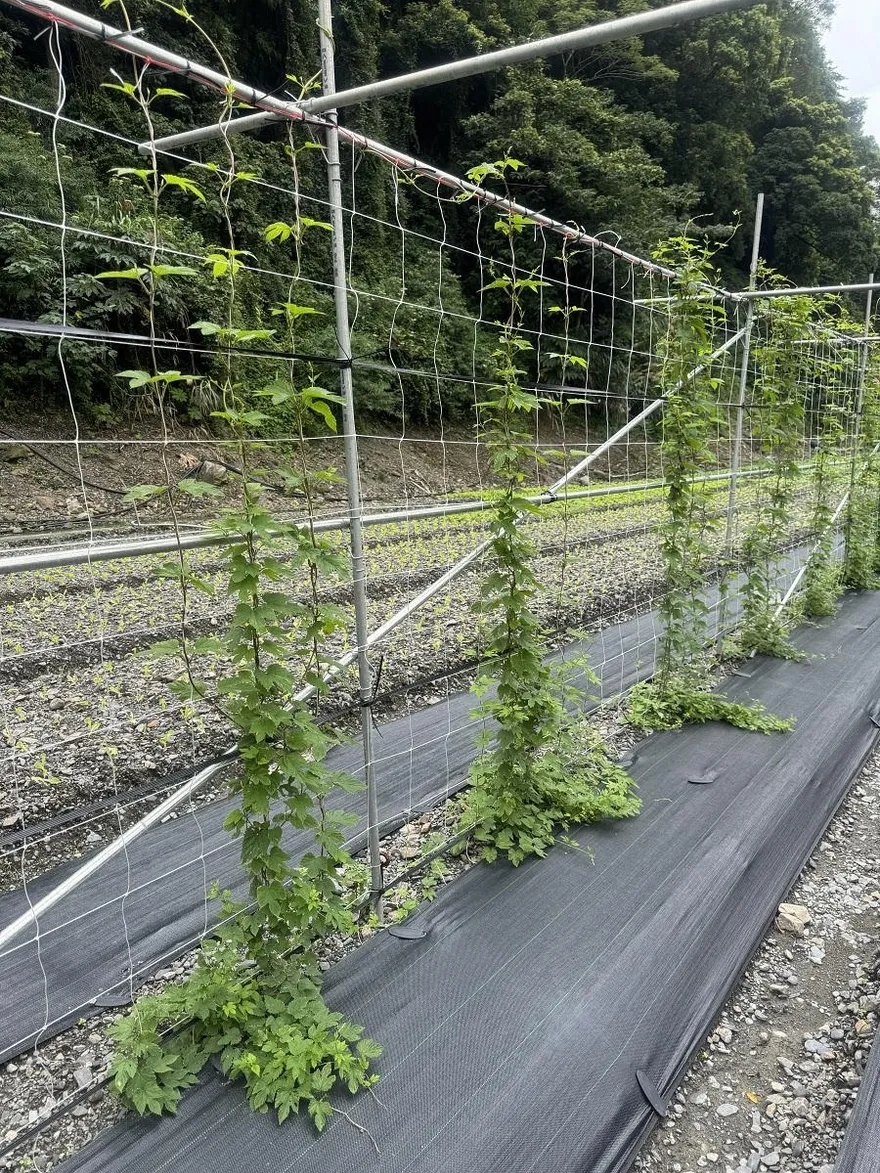 花蓮農改場推廣本土啤酒花　宜蘭試種成功
