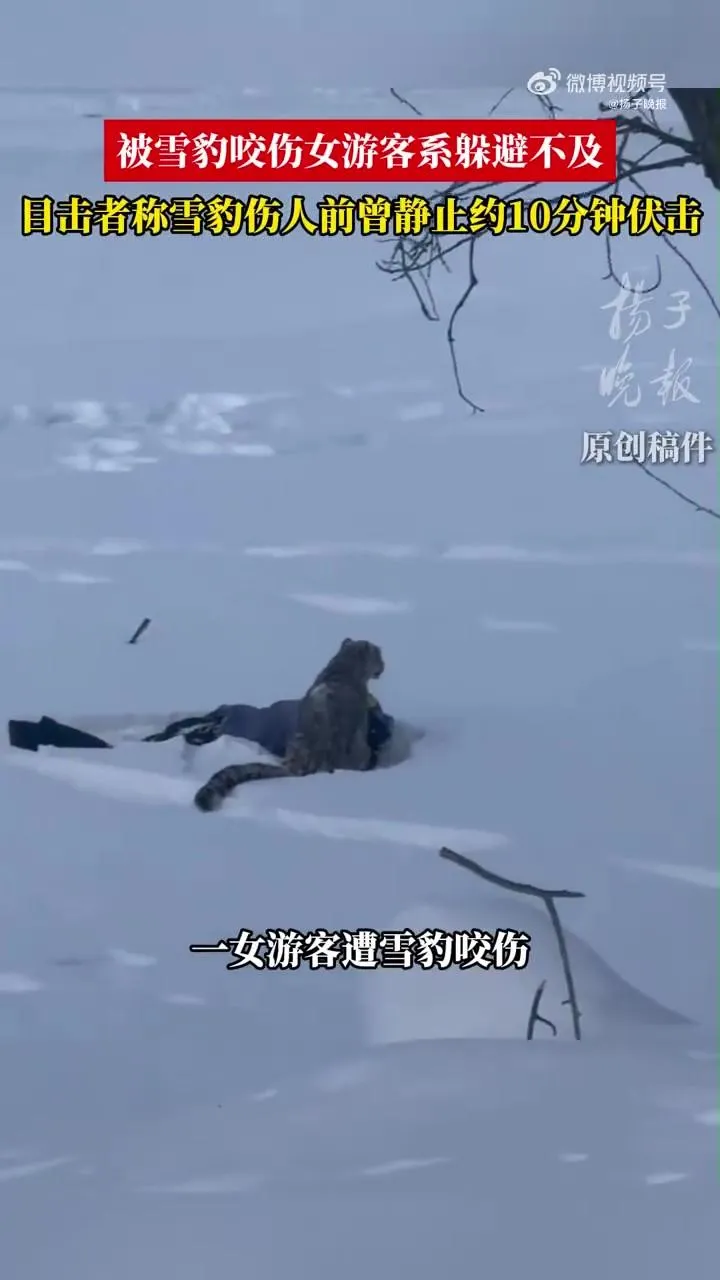 影/罕見！雪豹趴雪地10分鐘突飛撲　新疆女遊客閃避不及遭咬傷