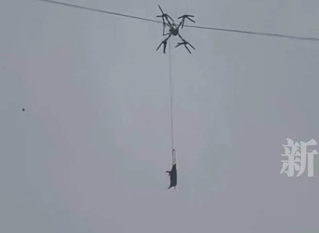 影/豬在半空晃！陸男用「無人機運豬」卡高壓電　害全村大停電