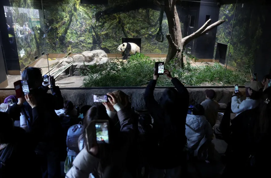 要回大陸了！旅日貓熊曉曉、蕾蕾今最後亮相　10萬人不捨告別