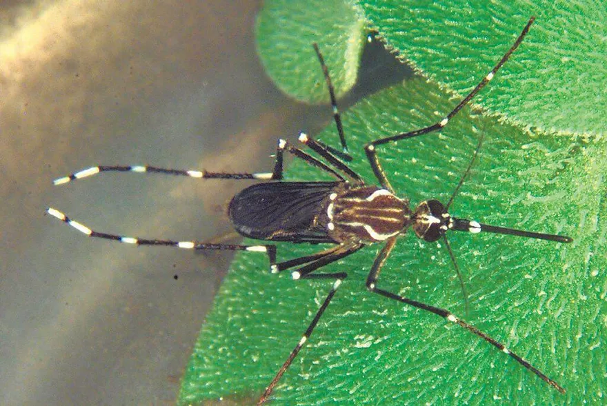 埃及斑蚊搭車北漂至板橋車站　專家：吸血血源穩定