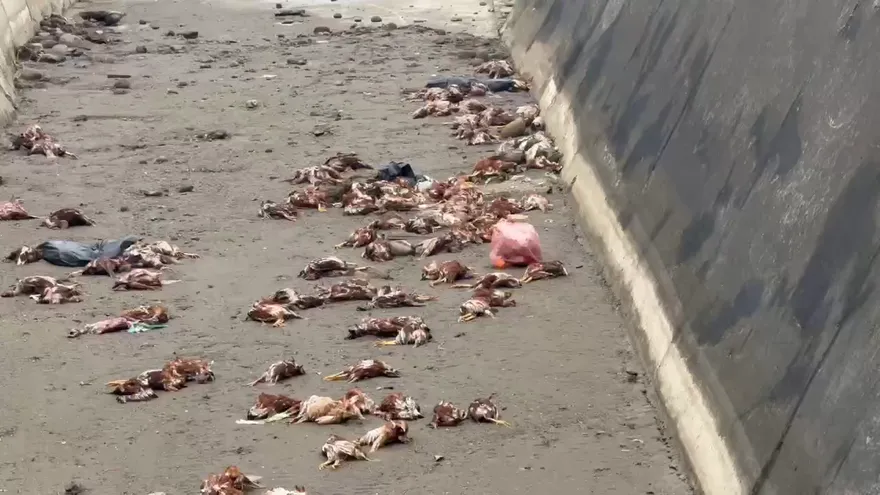 密集恐懼症勿入！　苗栗出海口驚見「近百雞屍」散布50米