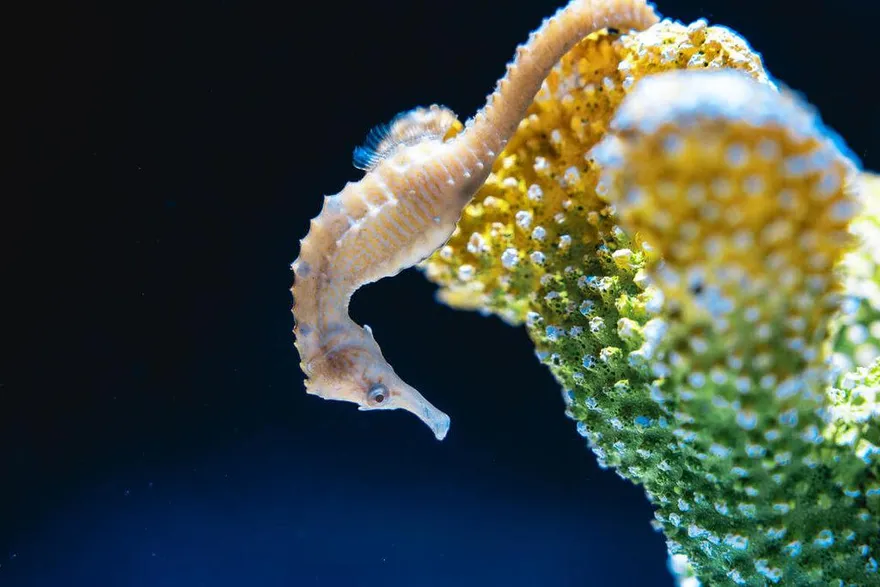 迎接馬年！台中海洋館1/28推海馬特展、限量幸福御守