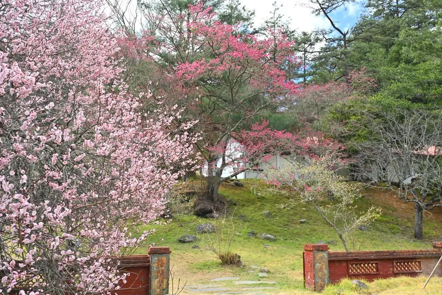 武陵櫻花季2/13起管制上山！賞櫻專車預售票已賣5成