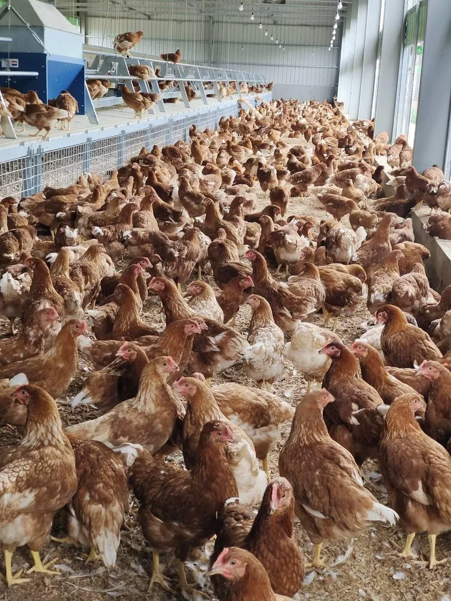 豐原蛋雞場千隻雞異常死亡　業者首發聲：該批次全面退款