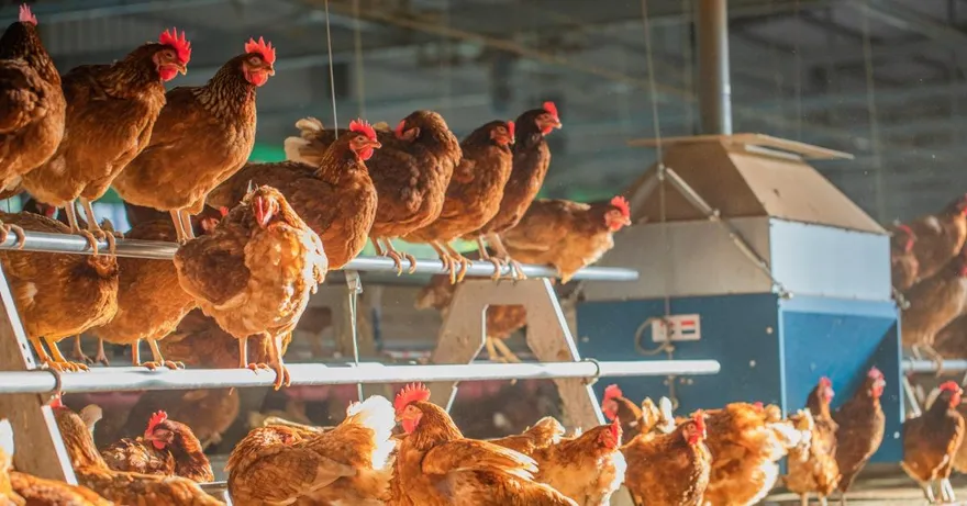 豐原牧場偷埋大量死雞！盧秀燕：確認禽流感　食安處急追流向