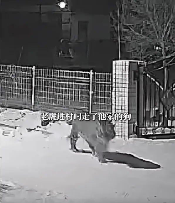 雪中留大腳印！老虎闖陸村莊　狗遭叼走「啃剩骨頭和殘骸」