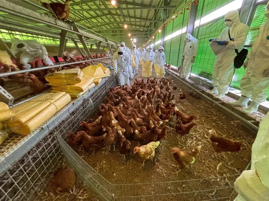 禽流感爆食安危機！譚敦慈揭6大安全守則　急喊：2種蛋別吃