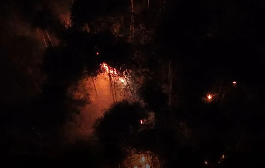 影/雲林九芎神木山林大火！消防奮戰10小時成功撲滅