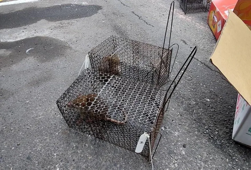 翁染漢他病毒亡！家中2老鼠呈陽性　醫：非常難搞的疾病