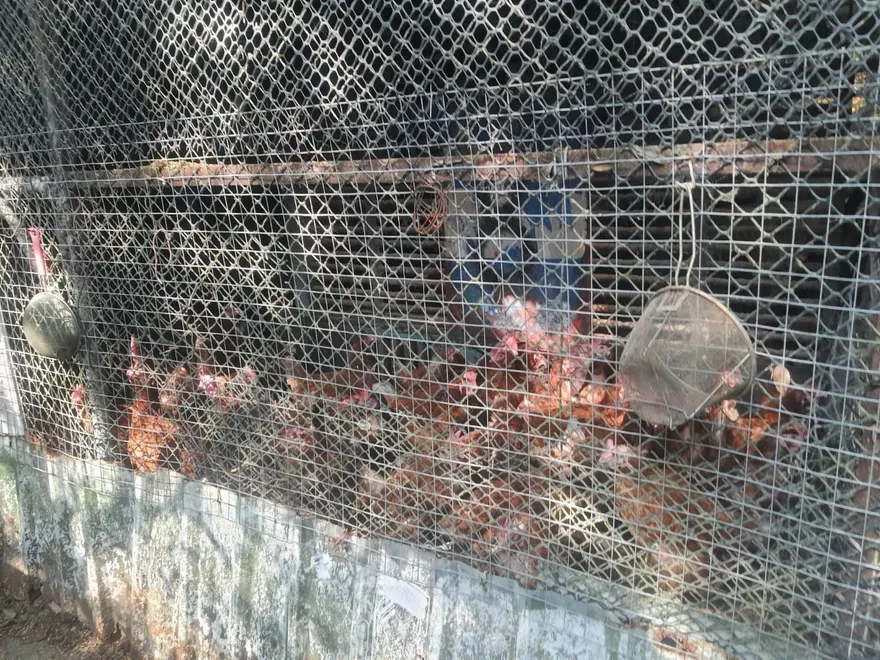 禽流感威脅升溫！新北動保處查雞場圍網　防病毒跨境入侵