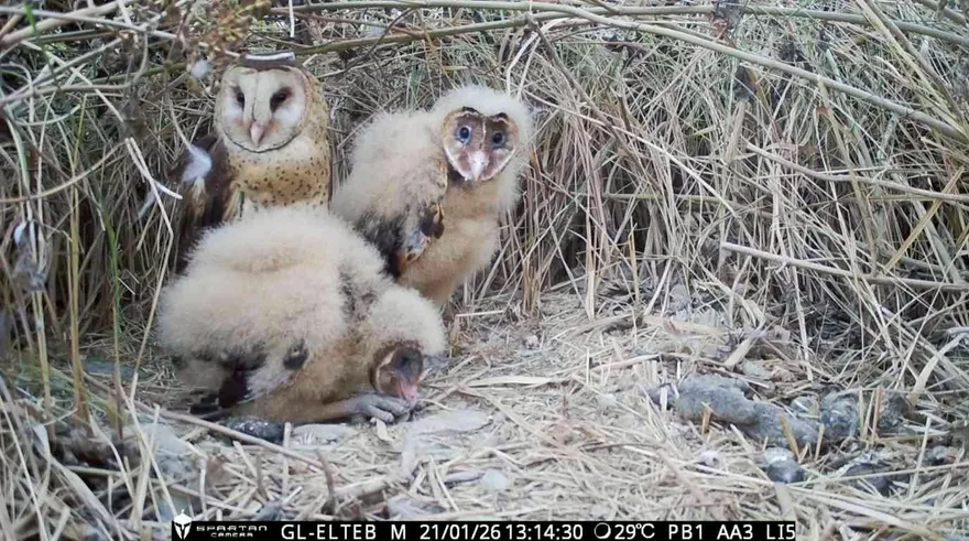 影/「蘋果臉」草鴞林邊溪築巢育雛　刷新台灣最南繁殖紀錄