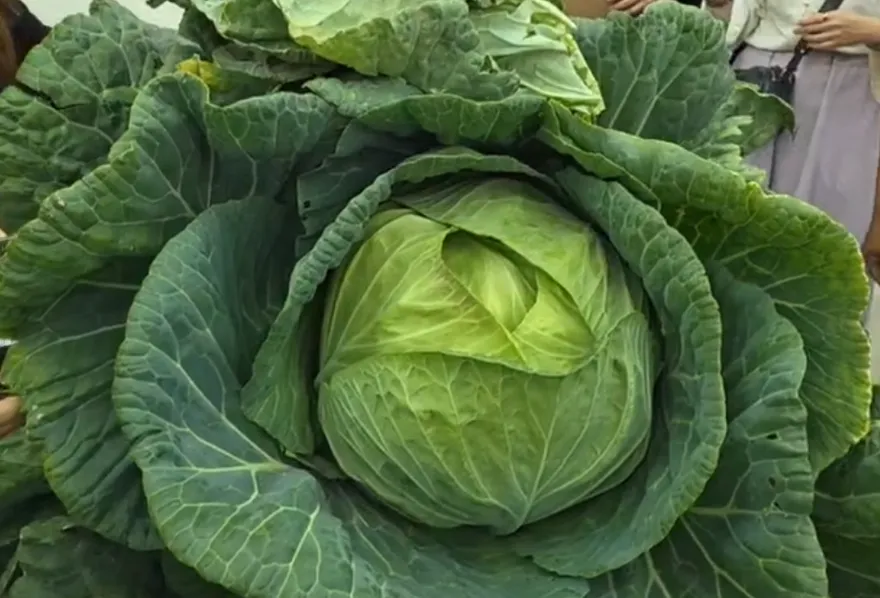 高麗菜最硬的部分最營養！專家教「一袋鹽漬」搞定外葉菜心