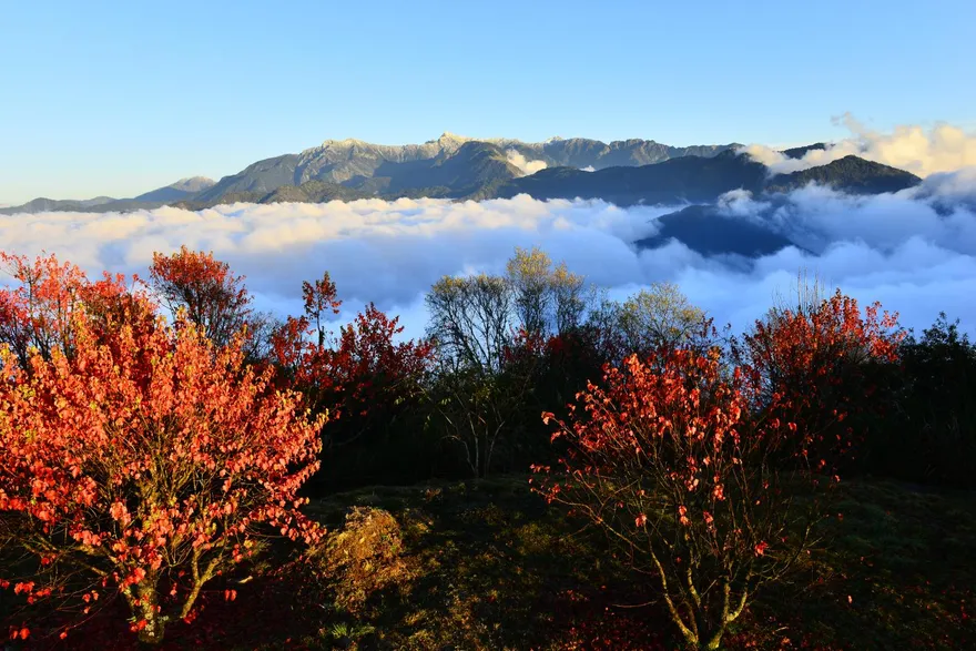 森林裡迎馬年！全台森林遊樂區逛市集　抽紅包還能免費拿春聯
