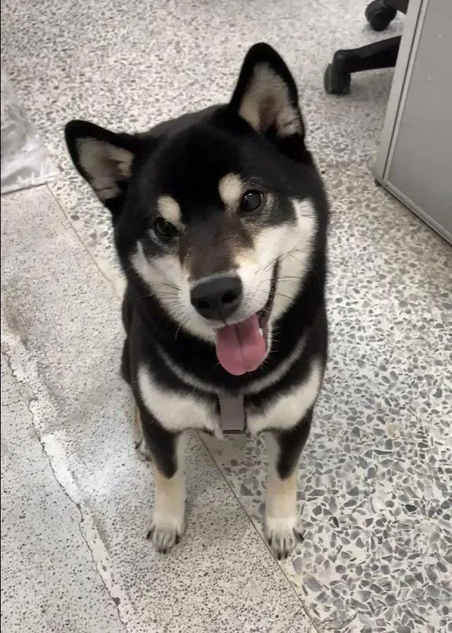 春節毛孩急診免驚！北市30家動物醫院連假照常營業