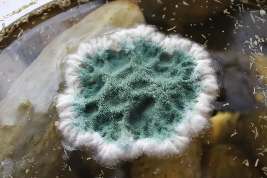 75歲翁住家床腳發霉突失智！醫：毒素穿透大腦