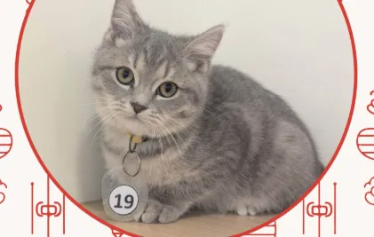 嘉義縣「收容貓咪」超搶手！　2/8直播抽出命定飼主