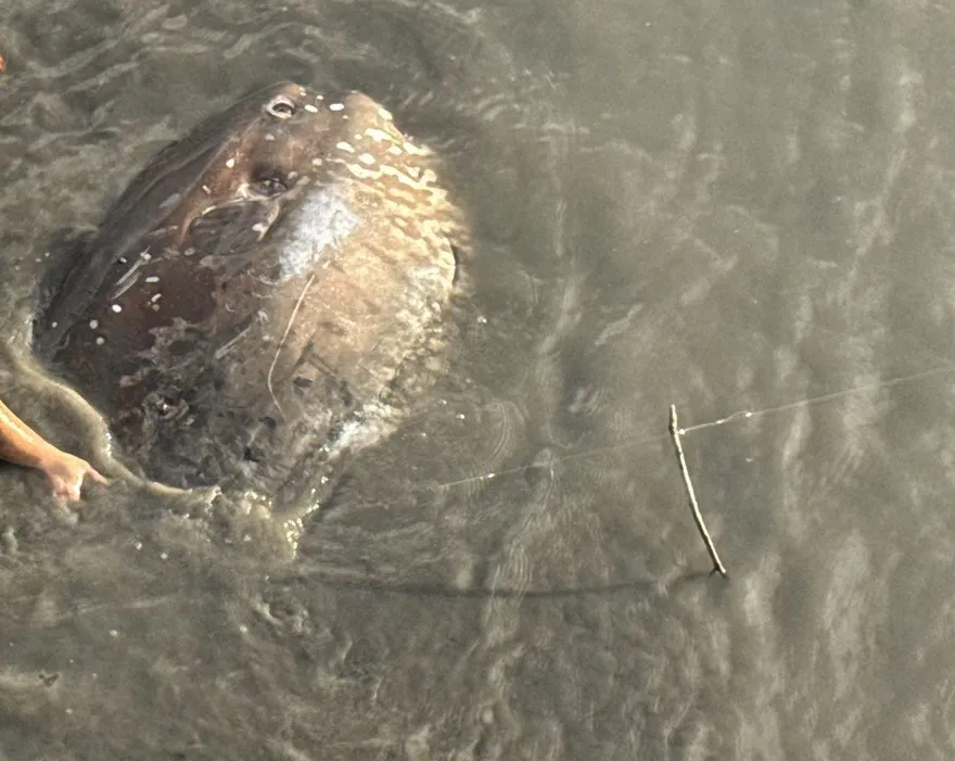 關渡碼頭百公斤「翻車魚」退潮困淤泥　救援隊成功解救