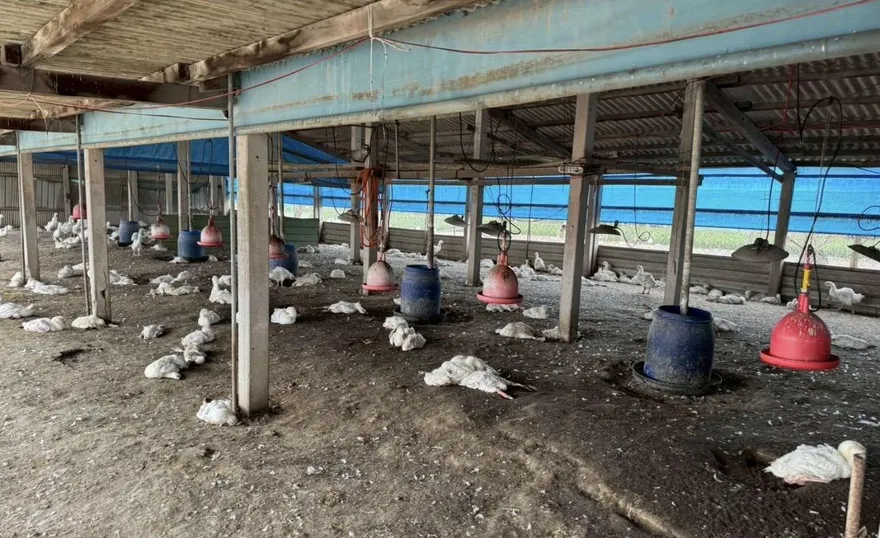 雲林四湖鄉禽場染禽流感　棄置316隻死鵝縣府撲殺開罰