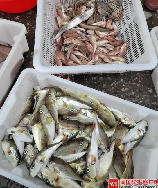 食用河豚中毒！陸12人聚餐後7人進ICU　多地頻發