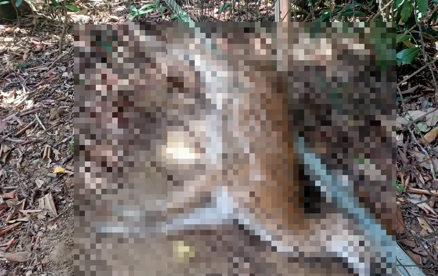 墾丁梅花鹿卡網鎖喉「500公尺20屍」　墾管處：已改菱形網