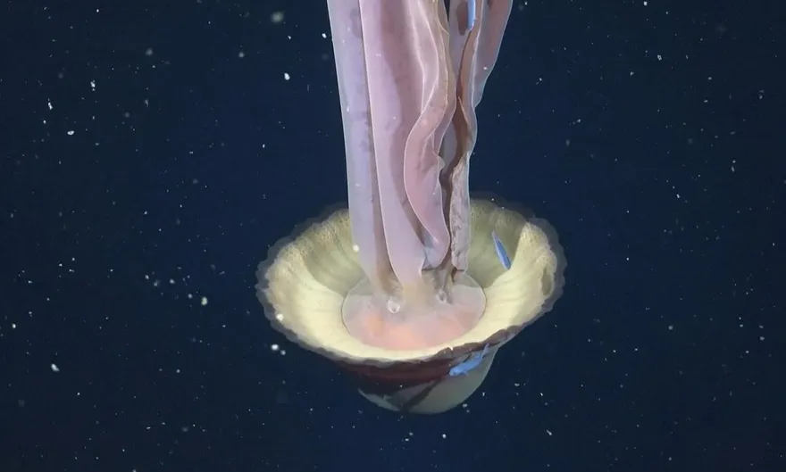 阿根廷深海出現巨型幽靈水母「體型如校車」　研究團隊驚喜記錄