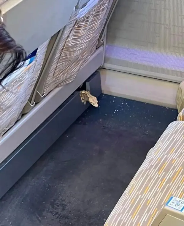 陸高鐵驚見蜥蜴竄出座椅下！女乘客嚇壞　官方證實旅客私帶無人認