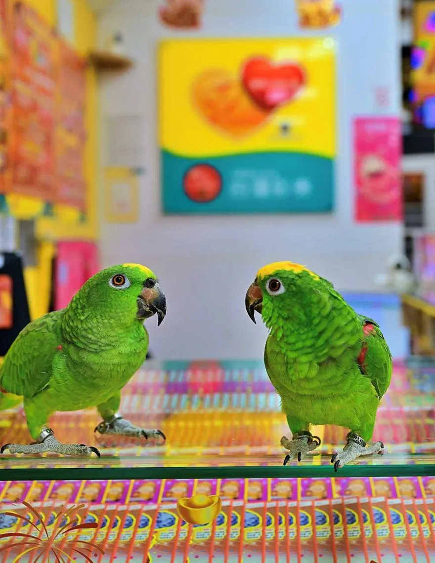 財神附身？鸚鵡突喊「中大獎」　苗栗男爽中100萬賺飽年終