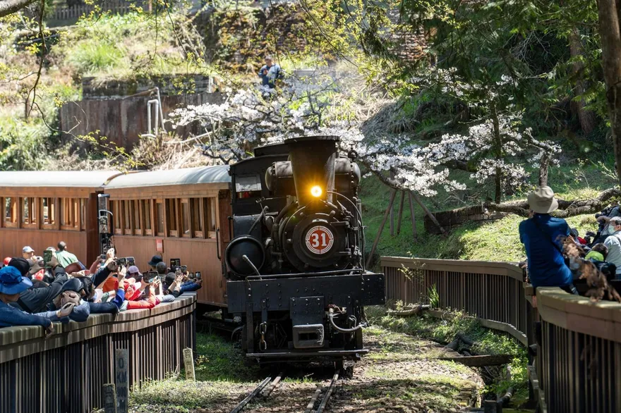 史詩級鐵道魅力！阿里山推百年蒸汽火車遊程　穿梭櫻花隧道
