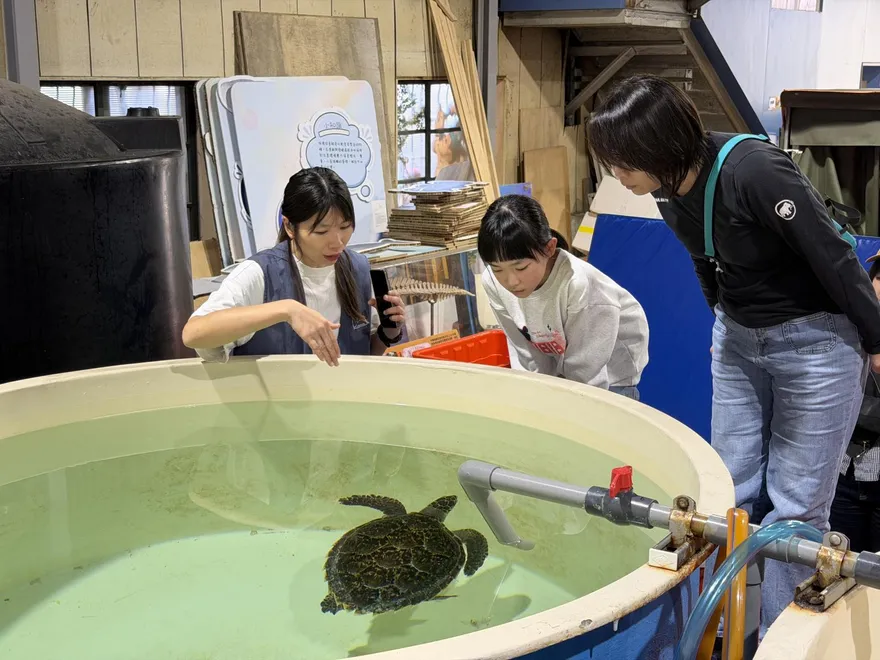 世界鯨魚日保育分享！　新北去年救援52件、野放3海龜