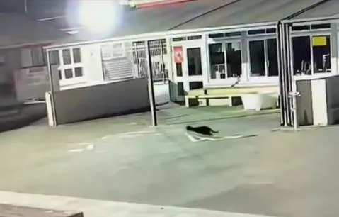 內衣、毛巾屢被偷！紐西蘭小學連環竊案　監控驚見「毛茸茸小偷」