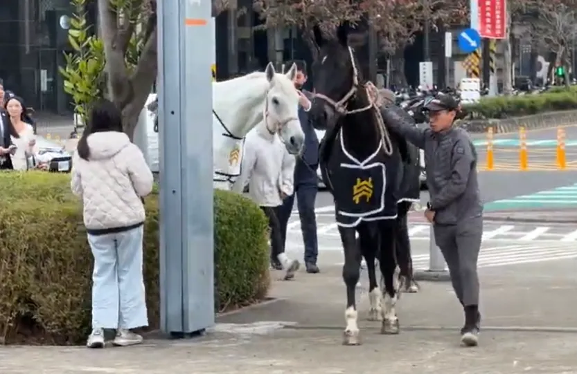 影/「黑白雙馬」迎馬年！仲介業者高鐵站前創意行銷引熱潮