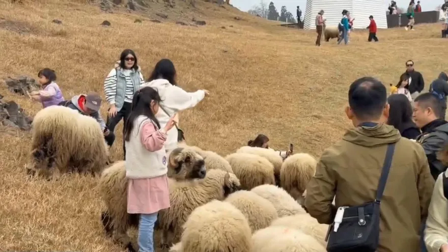 影/雲端上羊咩咩！初一清境農場旅客破5千　馬來西亞、澳門都來了