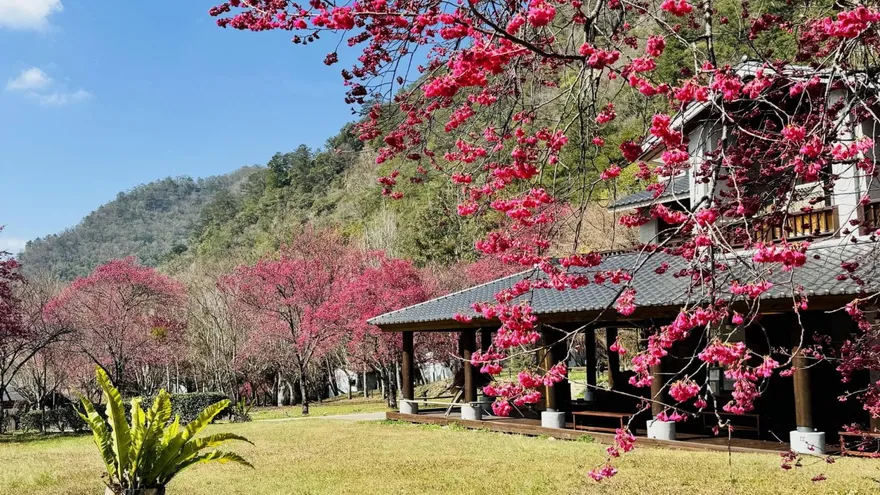 走春賞花趣！南投奧萬大櫻花盛開7成　「春櫻傳情」初四登場