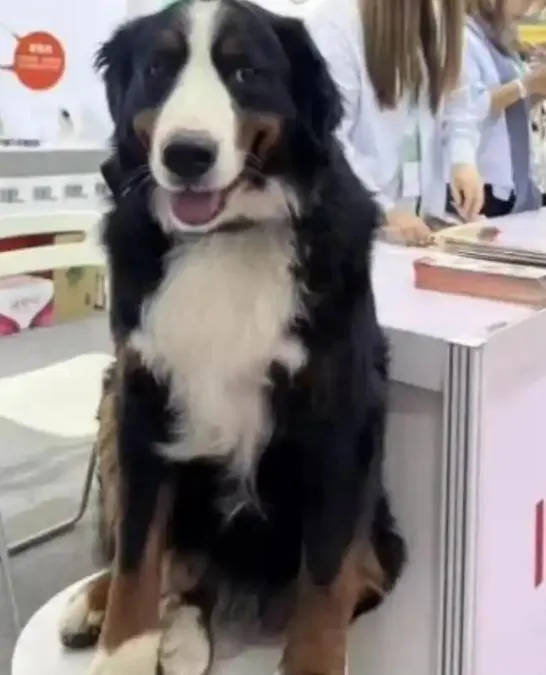 陸寵物公司模特犬上海走失近20天　 負責人懸賞274萬盼尋回