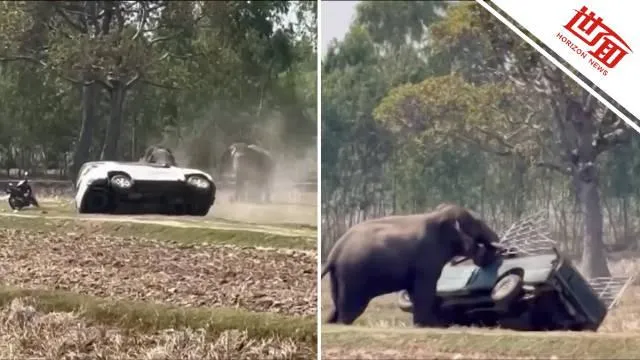 影/泰國大象「相親」被催突暴怒　失控踩踏飼主毀兩車