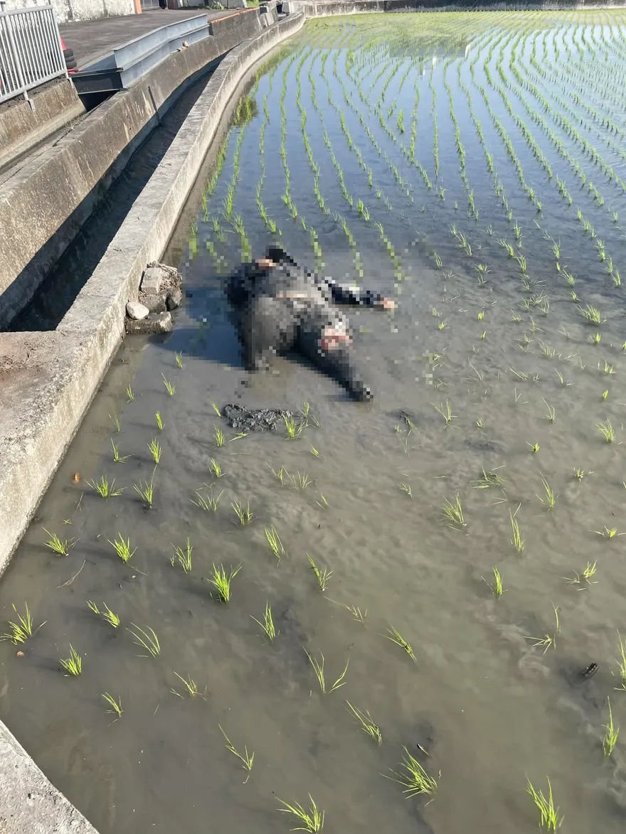 太可惡！台中霧峰移工撞人肇逃　騎士人車栽田裡