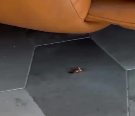 影/噁！國旅飯店1晚6000元驚見大蟑屍、整罐菸蒂　他氣炸避雷