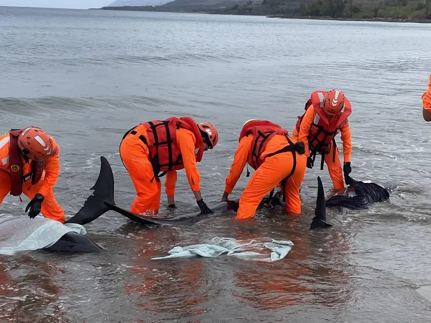 影/心碎！遭大魚追趕　車城11隻小虎鯨擱淺「4隻身亡」