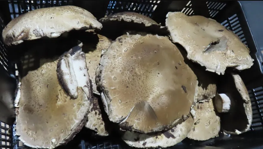 聯馥食品「法國菇」邊境驗出禁藥！陸薄荷5農藥全超標