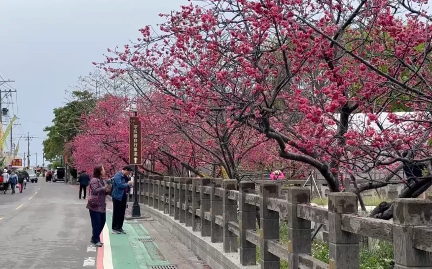 影/台中泰安櫻花季雨中粉嫩登場　最美「泰安派出所」花開8成