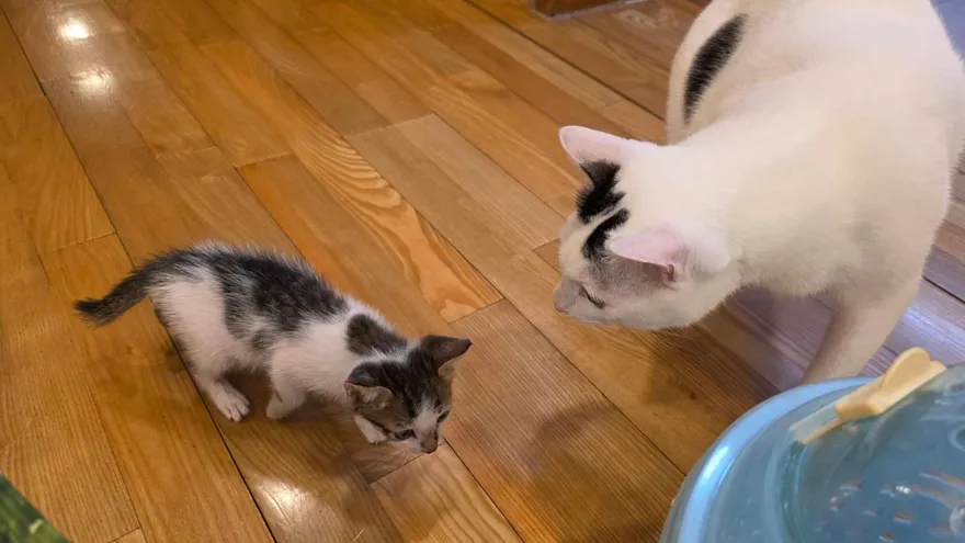 屋簷發現未離乳小貓！新北動保處獲報救援　長大後成功送養